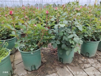 月季花殺手莖蜂來襲，成蟲幼蟲2大防治方向