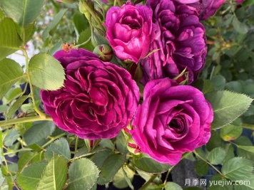 30個(gè)花卉基本知識(shí)點(diǎn)
