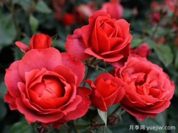 21朵玫瑰：不只是浪漫，還藏著這些深意