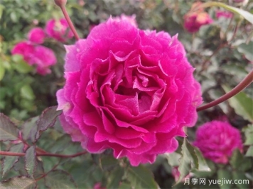 天方夜譚月季，四季開花，濃香耐熱又耐寒