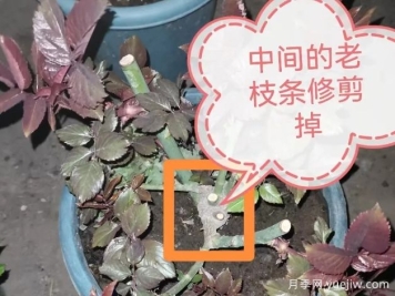 月季怎么抹芽？詳細教程來啦，照著做，爆花很簡單