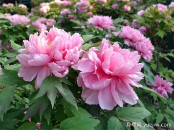 牡丹與芍藥如此相似，有何區(qū)別