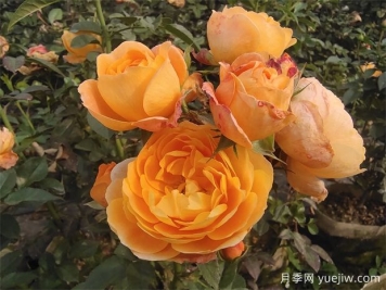 陽(yáng)臺(tái)上最好養(yǎng)的月季，不是果汁陽(yáng)臺(tái)