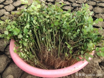 月季花扦插小竅門：教你如何輕松培育出茂盛的花朵！