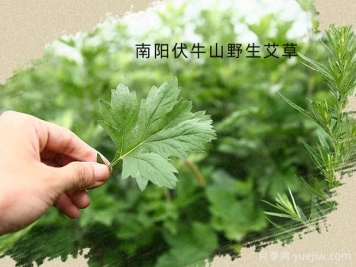第七屆中國(guó)艾產(chǎn)業(yè)發(fā)展大會(huì)將于5月12日在南陽舉辦