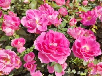 石家莊園林部門(mén)掛月季花裝點(diǎn)高架橋