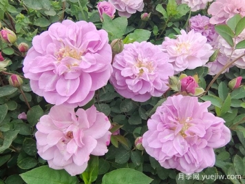 適合陽臺(tái)的藍(lán)色陰雨小型藤本月季，陽臺(tái)變花墻