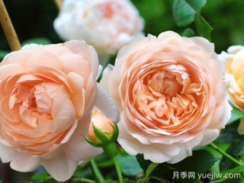 安布里奇月季的優(yōu)缺點是什么？