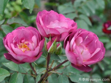 朦朧月光月季的優(yōu)缺點是什么？