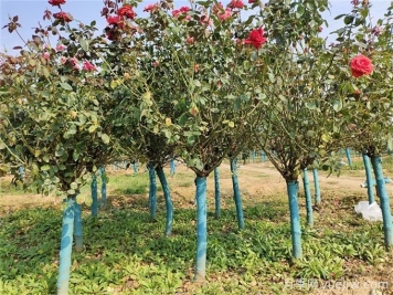 春秋兩季移植月季樹樁，哪個(gè)成活率更高？