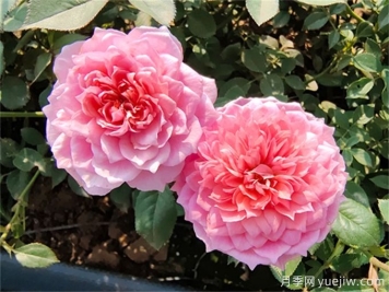 陽(yáng)臺(tái)黨的必入款：鈴之妖精月季