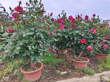 普通月季花養(yǎng)成老樁，身價(jià)立馬不一樣