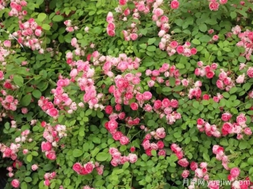 胭脂扣月季，爆花月季花里的天花板