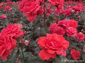 月季花的詳細(xì)介紹，月季花對(duì)人體有哪些好處呢？