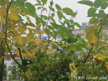 月季突然出現(xiàn)大量黃葉怎么辦？感染了煙煤病