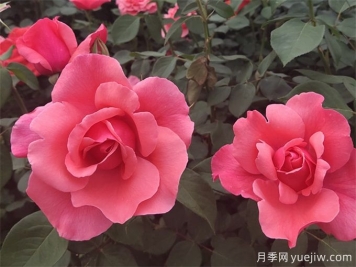 把月季養(yǎng)死，那是這8個(gè)坑一定踩過(guò)！