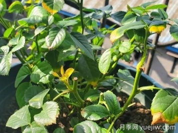 月季水害與肥害區(qū)分？常見(jiàn)月季黃葉原因