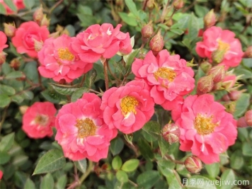微型月季花（鉆石月季）怎么養(yǎng)？