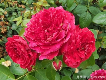 花界三絕：月季、玫瑰與薔薇的綺麗綻放
