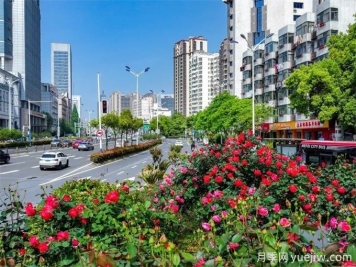 合肥樹狀月季大道，大朵月季扮靚城市風景