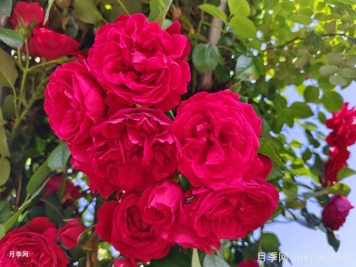 實用的養(yǎng)花技巧，適合養(yǎng)殖月季花