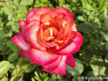 88個(gè)花卉基本知識(shí)點(diǎn)，必須收藏