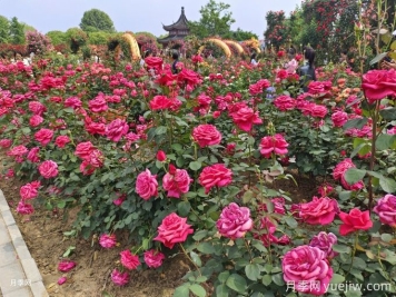 花園植物配置如何做？六個(gè)花園色彩搭配技巧