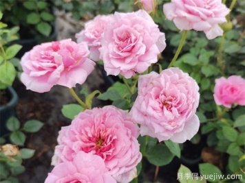 不能養(yǎng)家里的3種花卉，養(yǎng)不好白費(fèi)力