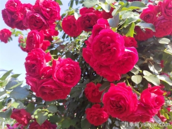 弗洛倫蒂娜月季，濃郁正紅、花量大抗性強(qiáng)