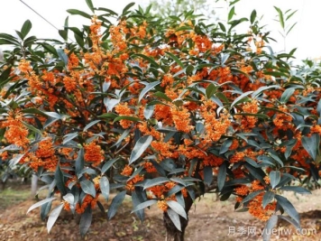桂花樹會結(jié)果嗎？