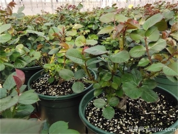 月季出筍芽，需要打頂嗎？