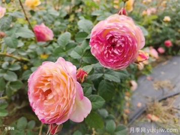 為什么月季卻光長葉子不開花呢？