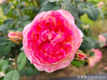 詹森月季是多季花，養(yǎng)護(hù)容易嗎？