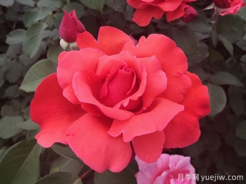 花朵大，長勢強，還得是緋扇月季