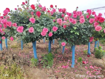 什么樣的苗子最受綠化工程歡迎？