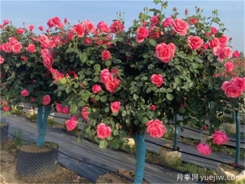 避開春季園林綠化養(yǎng)護(hù)誤區(qū)
