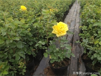 網(wǎng)購月季小苗，需要剪掉花苞嗎？