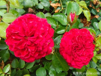 達芬奇月季如何養(yǎng)護？