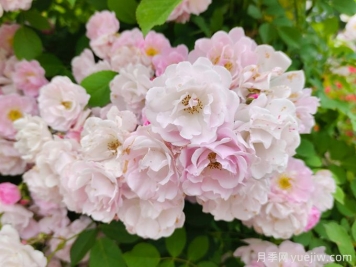 薔薇怎樣管理與養(yǎng)護(hù)？