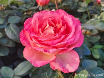 南陽月季繁育基地教你輕松辨別月季、玫瑰和薔薇