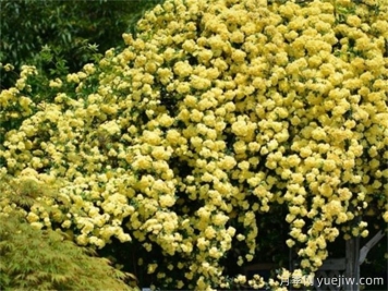 黃薔薇夏日養(yǎng)護(hù)指南，黃薔薇夏季也能爆花