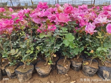 植物花卉的繁殖有幾種方式？家庭養(yǎng)花該如何選擇？