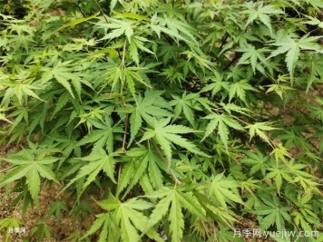 常見的30種色葉植物，為城市園林增綠添彩