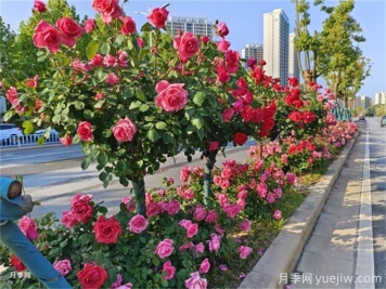 多彩月季扮靚街頭，城市月季應用范圍