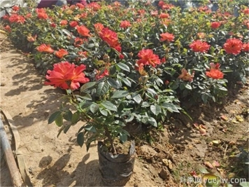 月季小苗(杯苗)多少錢一棵？