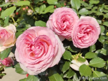 7種顏色的月季花，搞怪花語分別是什么？