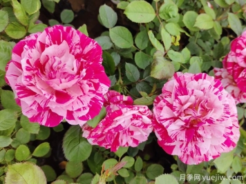 哪些植物相生相克？看其中奧秘
