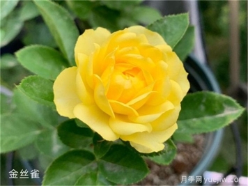 富貴金絲鳥月季的優(yōu)點(diǎn)和栽培管理