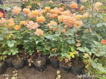 夏季管理盆花月季注意哪些？月季花有哪三大作用？