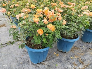 月季想要秋花開(kāi)得爆？施肥攻略要做好